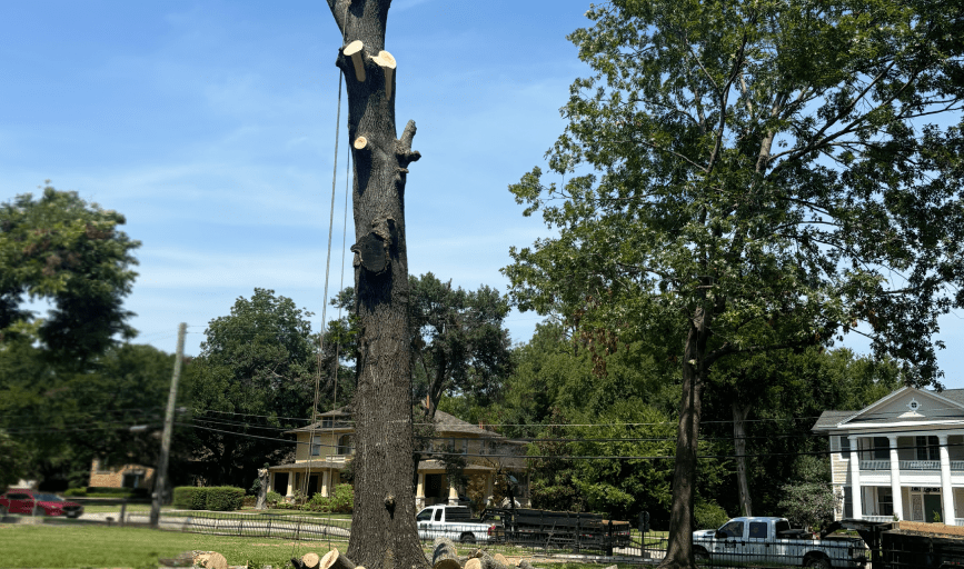 AAA Tree and Lawn Services